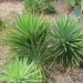 Spanish Bayonet